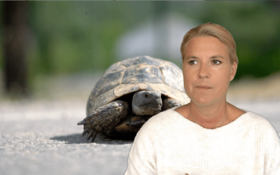 Live Video Ideen: Live mit Greenscreen