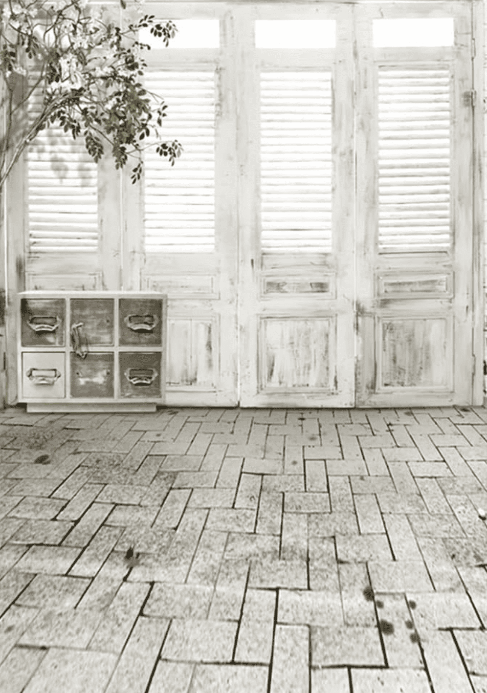 Fotohintergrund für YouTube Videos_weiße Holzfenster mit Olivenbaum